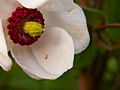 Magnolia sieboldii IMG_6756 Magnolia Siebolda